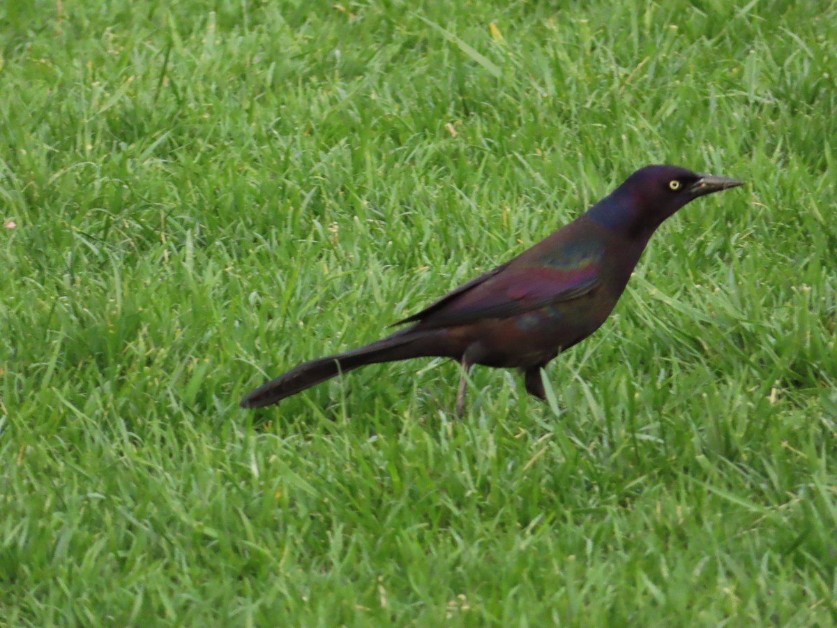 Common Grackle - ML156690421