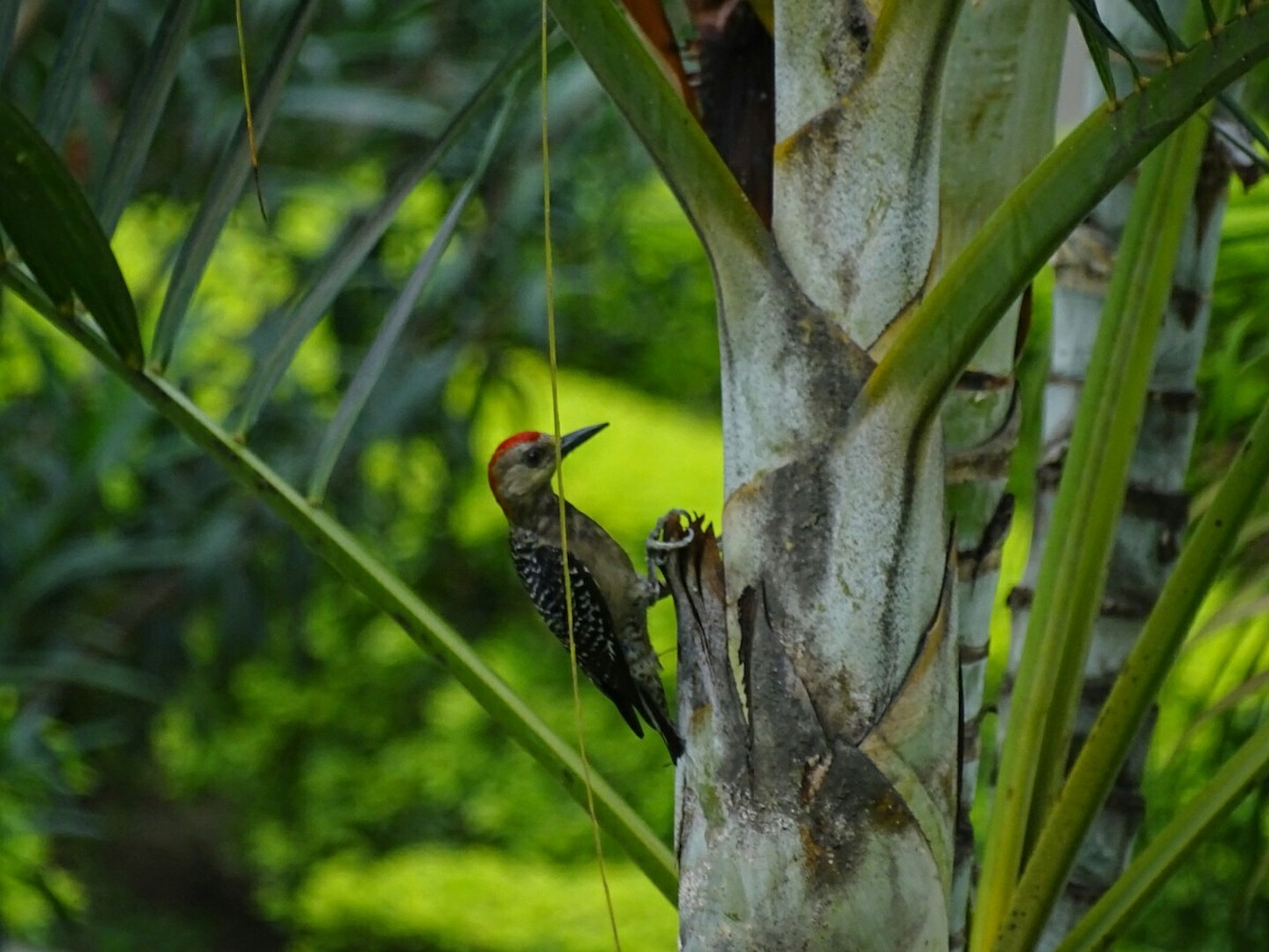 Red-crowned Woodpecker - ML156691091