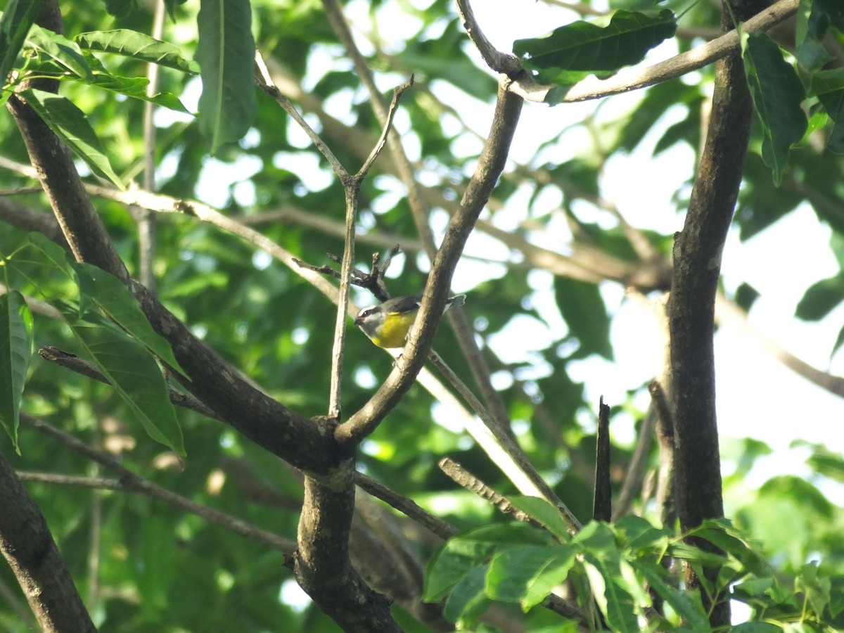 Bananaquit - ML156691281