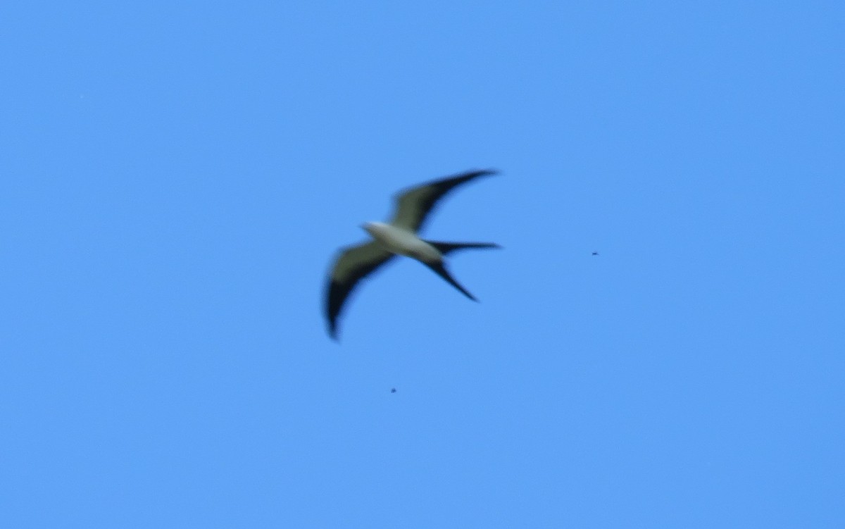 Swallow-tailed Kite - ML156691521