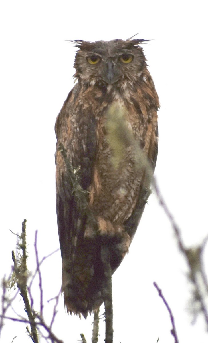 Great Horned Owl - ML156692991