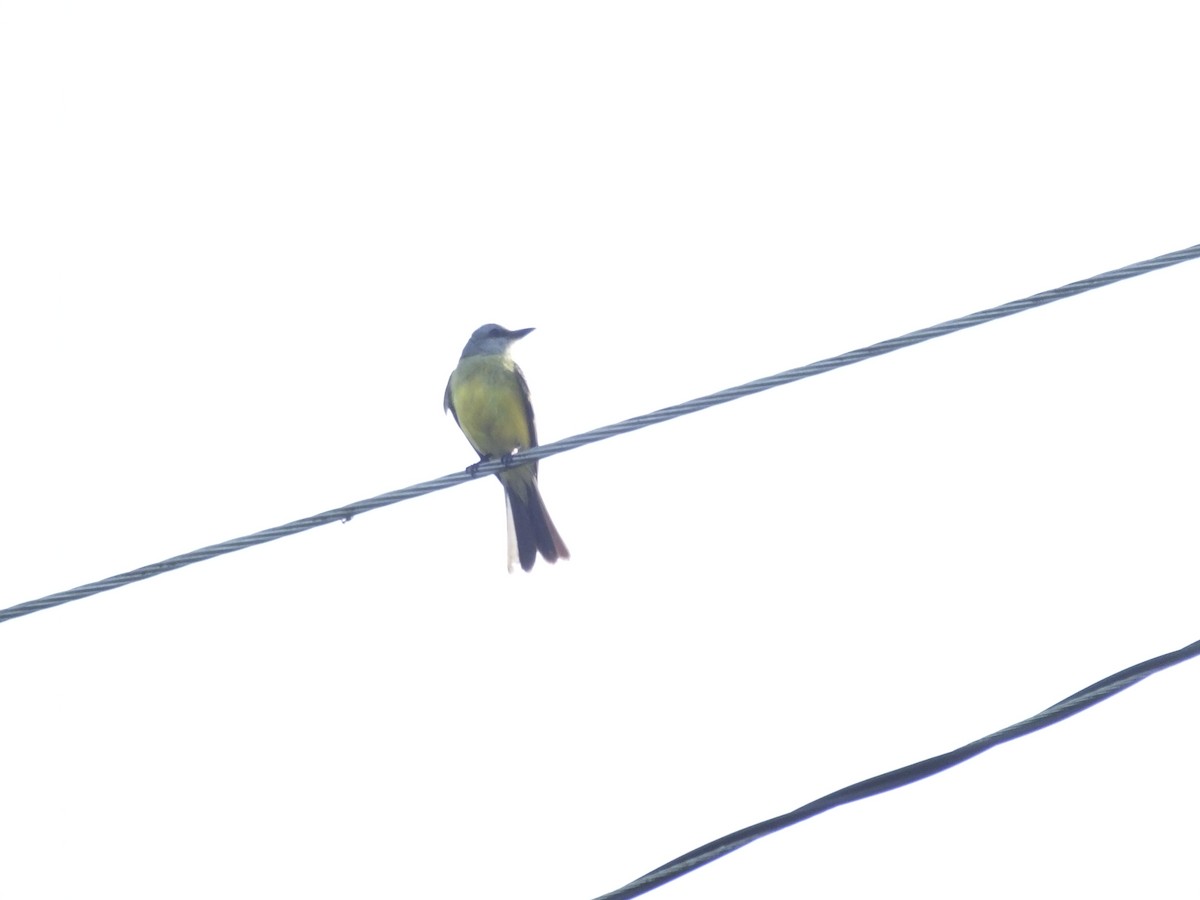 Tropical Kingbird - ML156693311