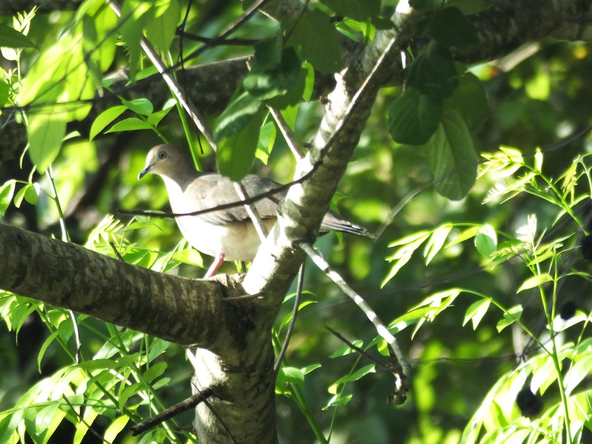 White-tipped Dove - ML156694811