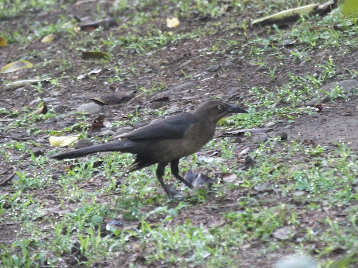 Great-tailed Grackle - ML156695531