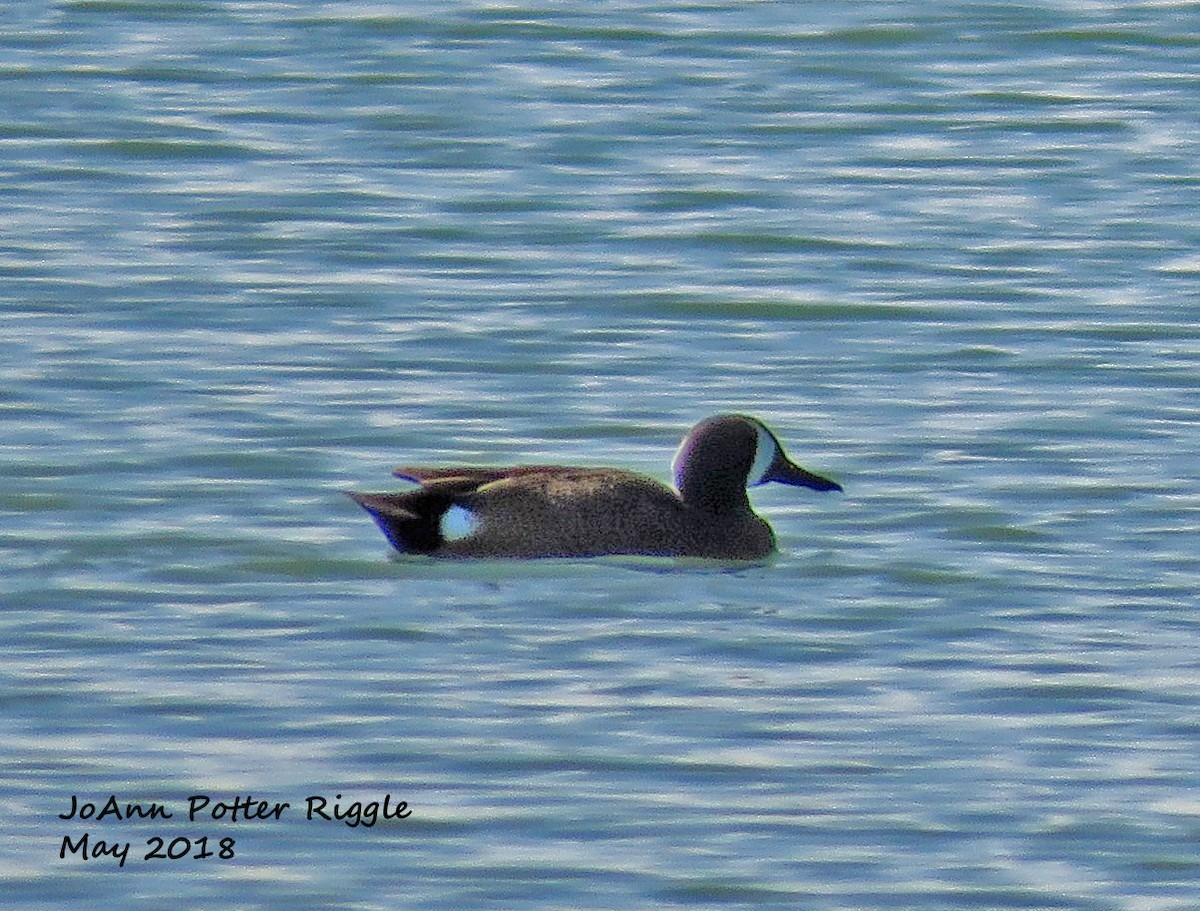 Sarcelle à ailes bleues - ML156697961