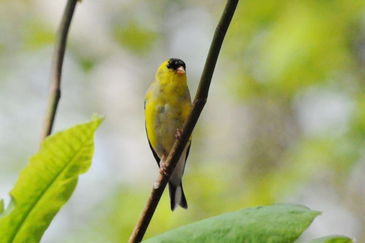 American Goldfinch - Tommie Rogers