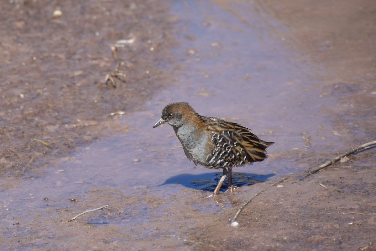 Dot-winged Crake - Ricardo Oyarzún