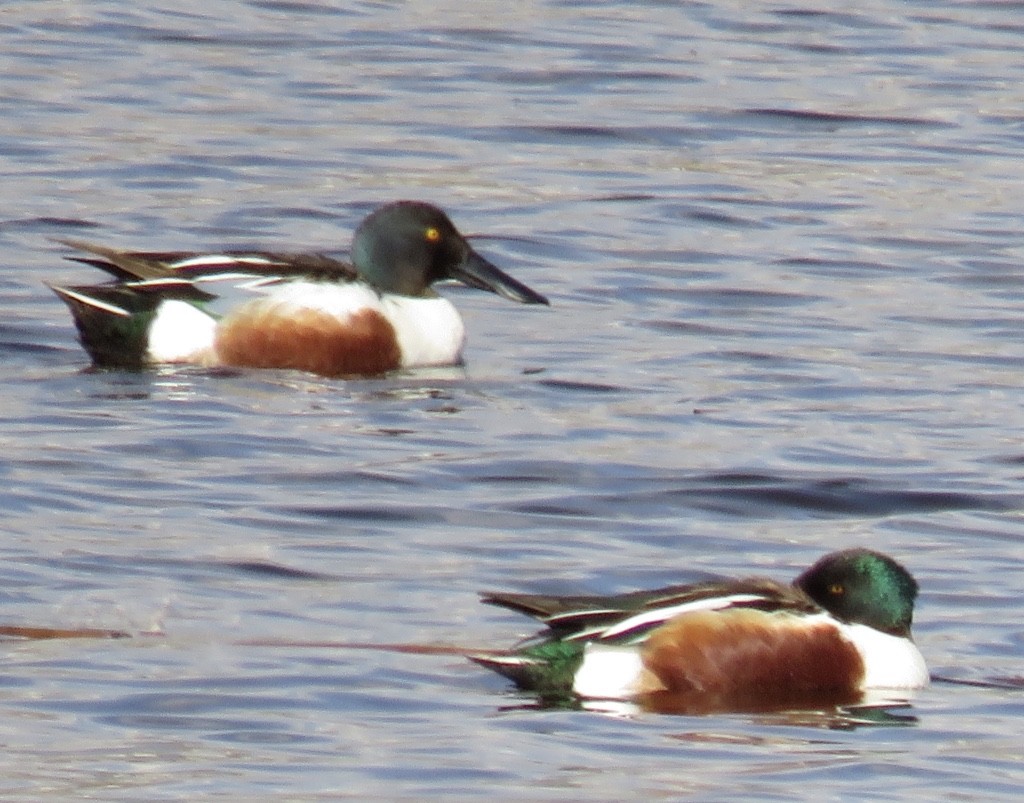 Northern Shoveler - ML156703221