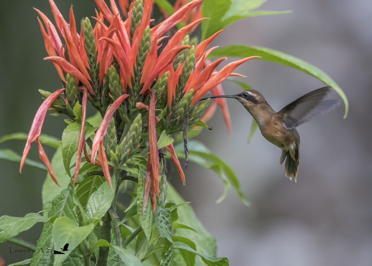 Stripe-throated Hermit - ML156703291