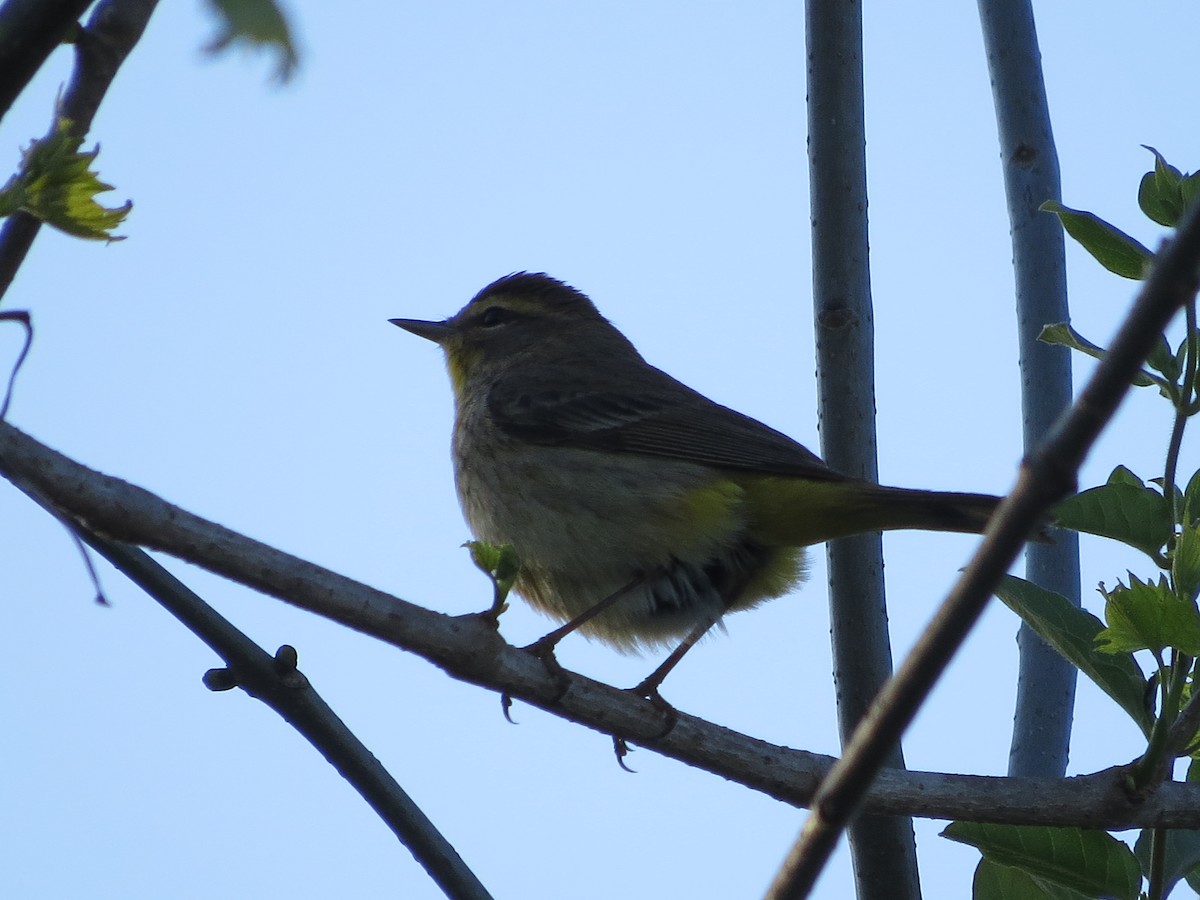 Palm Warbler - ML156703301