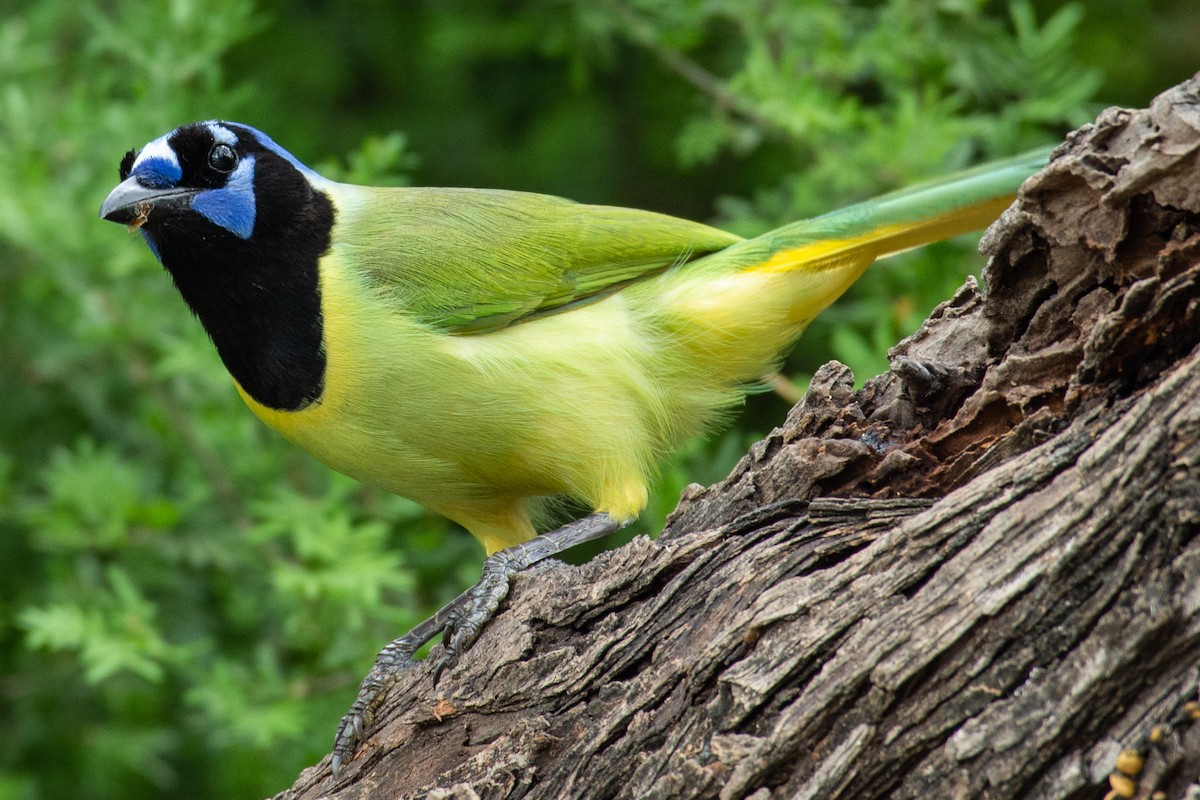 Green Jay - Eric Bodker