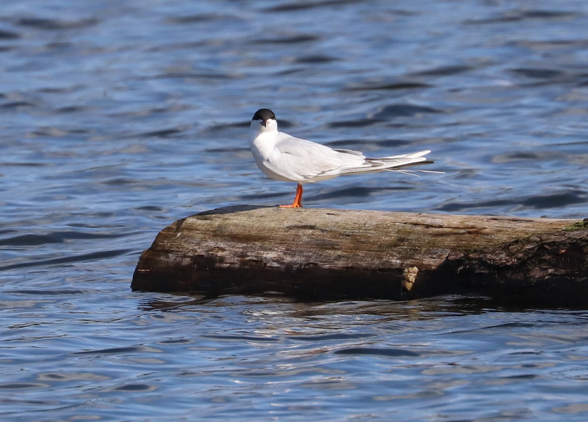 Forster's Tern - Debra Rittelmann