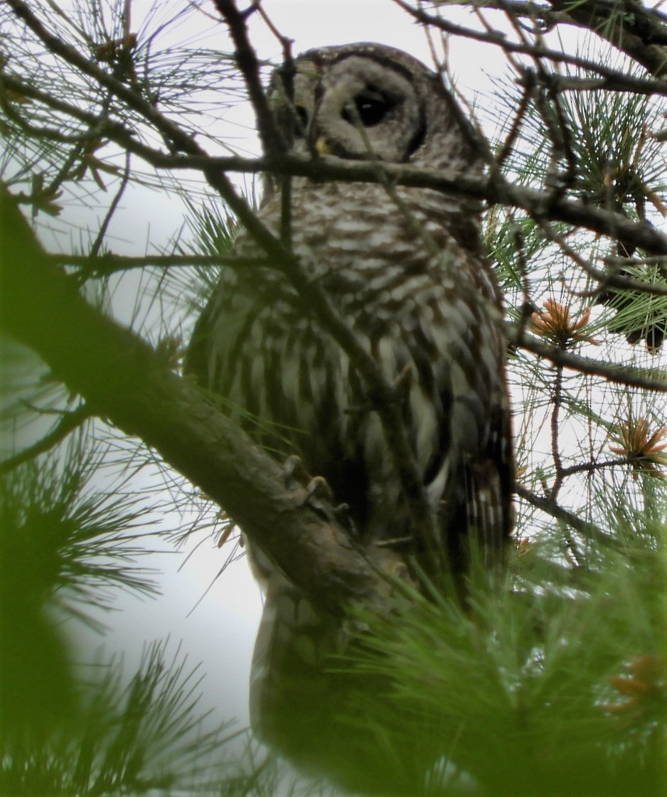 Barred Owl - ML156706021