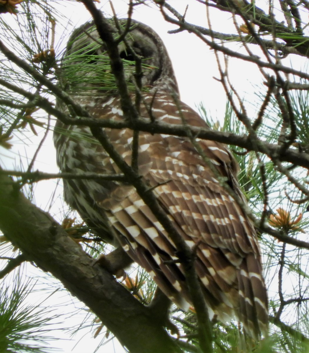 Barred Owl - ML156706031