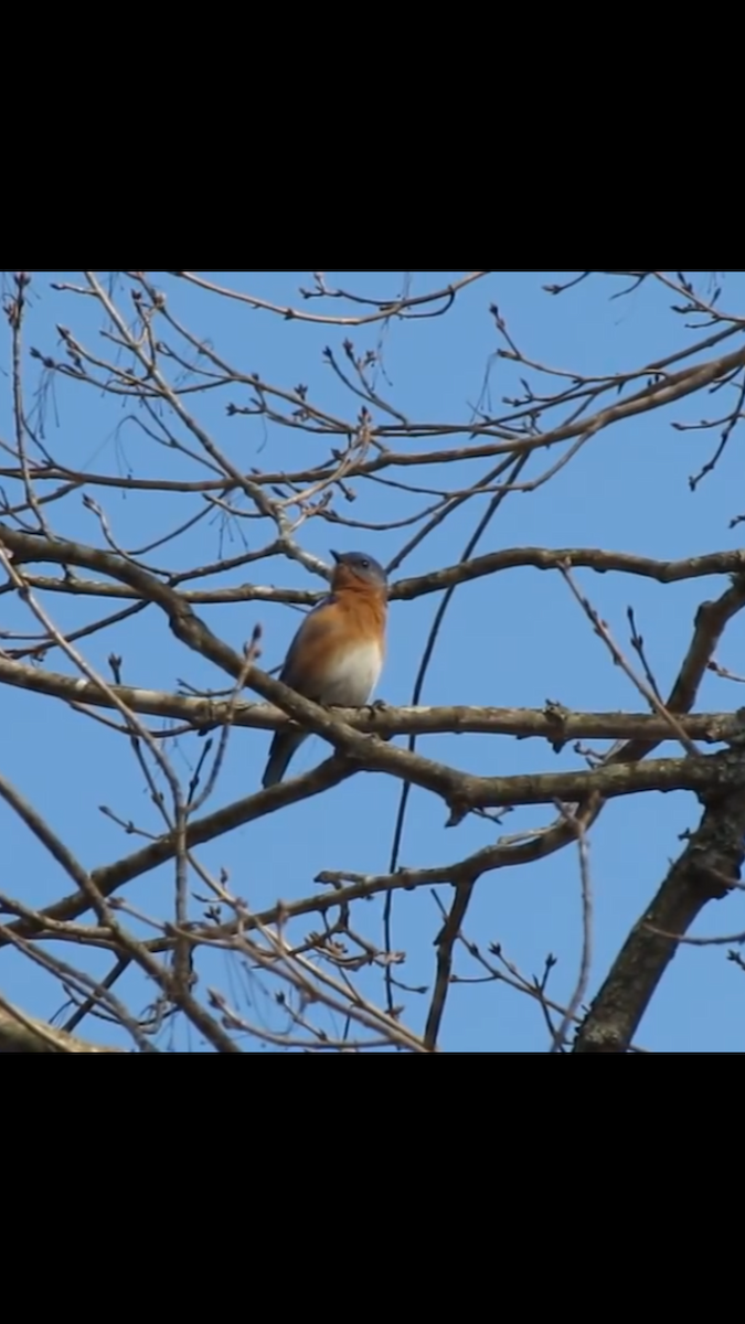 Eastern Bluebird - ML156706131