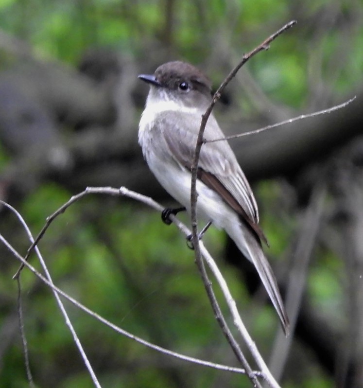 Eastern Phoebe - ML156706211