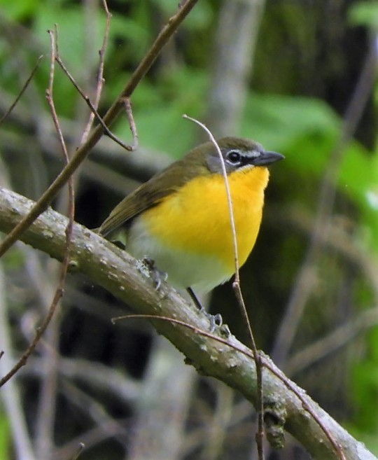 Yellow-breasted Chat - ML156706461