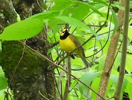 Hooded Warbler - Paul McKenzie