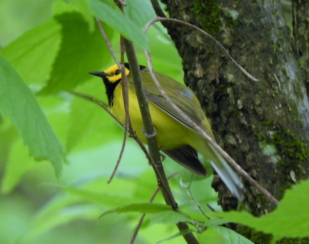 Hooded Warbler - ML156706661