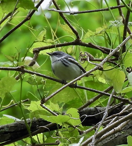 Cerulean Warbler - ML156706821