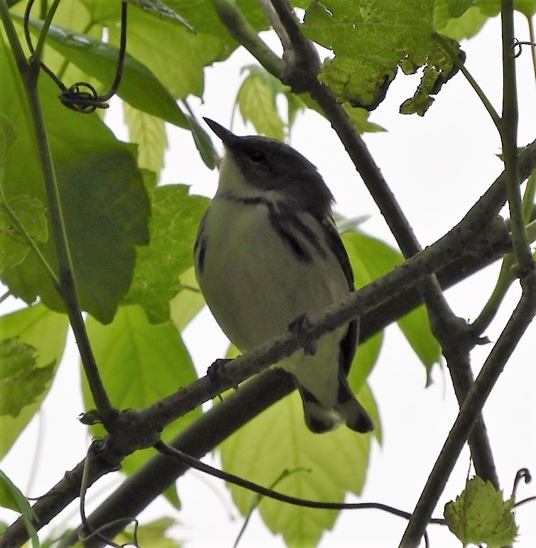 Cerulean Warbler - ML156706841