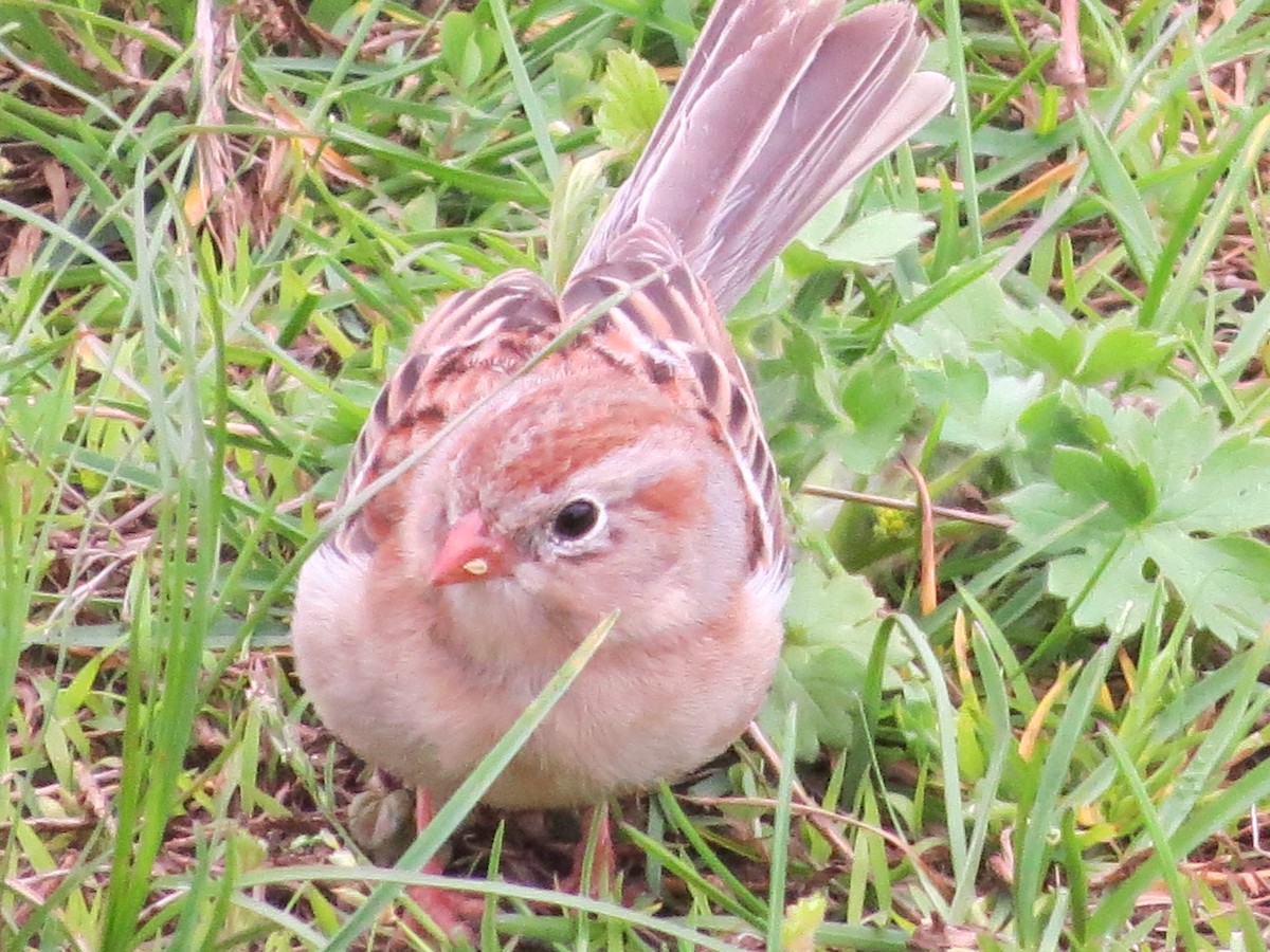 Field Sparrow - ML156707201