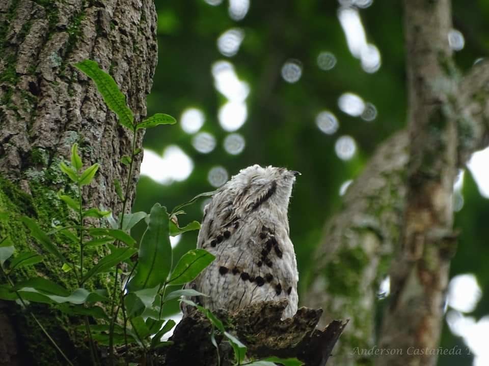 Common Potoo - ML156707211