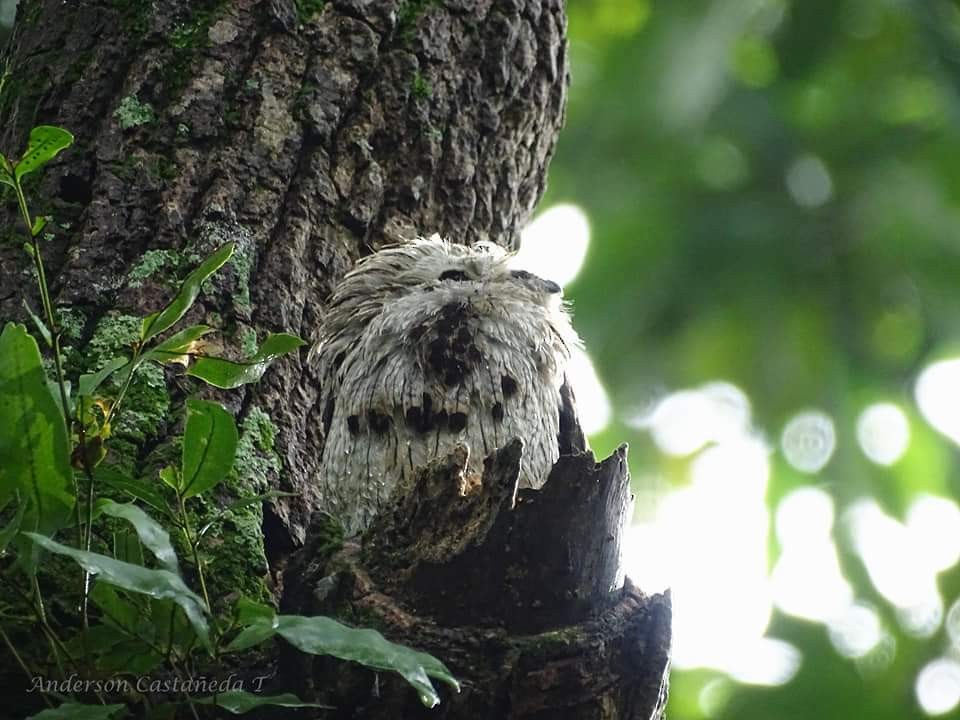 Common Potoo - ML156707221