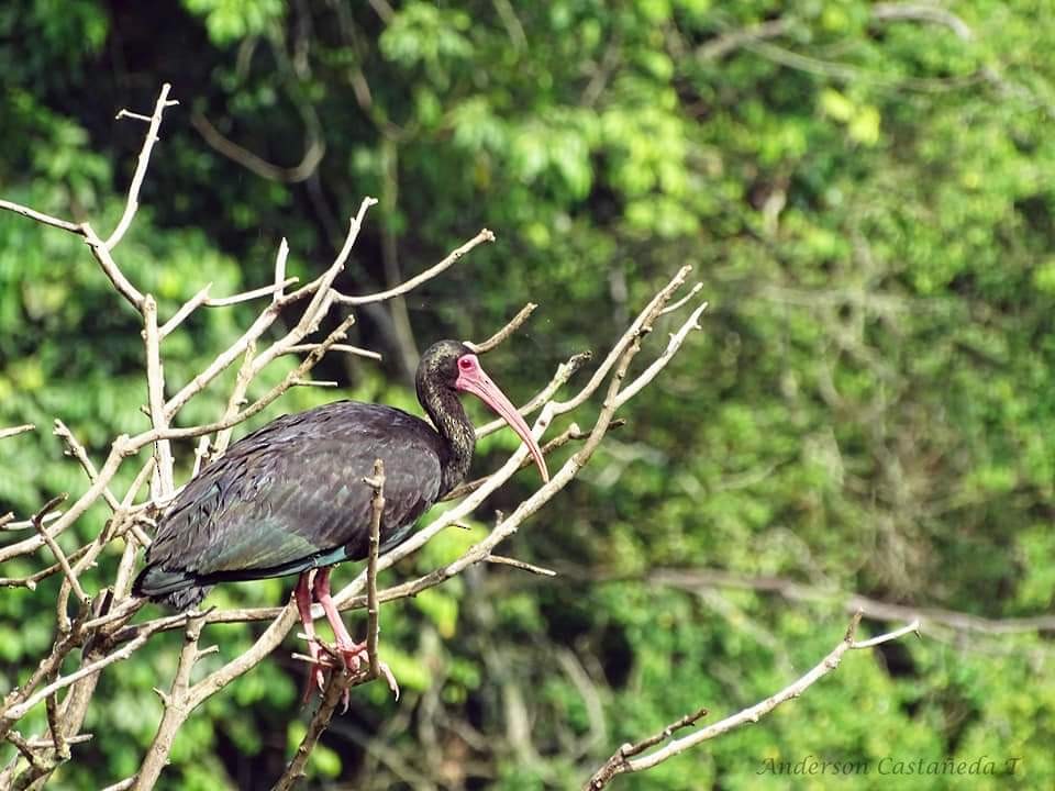 Bare-faced Ibis - ML156707821