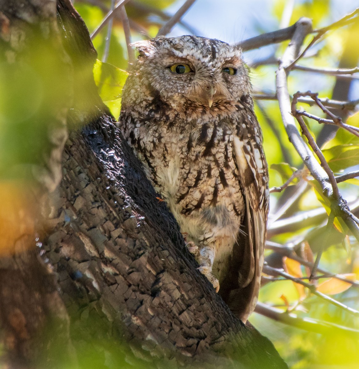 Whiskered Screech-Owl - ML156707831