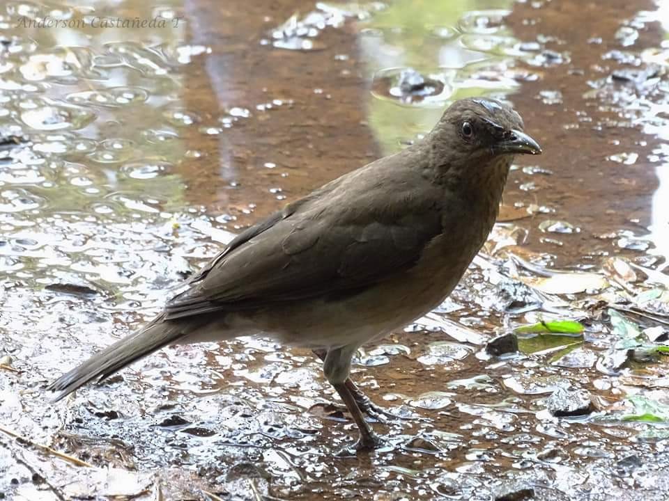 Black-billed Thrush - ML156708591