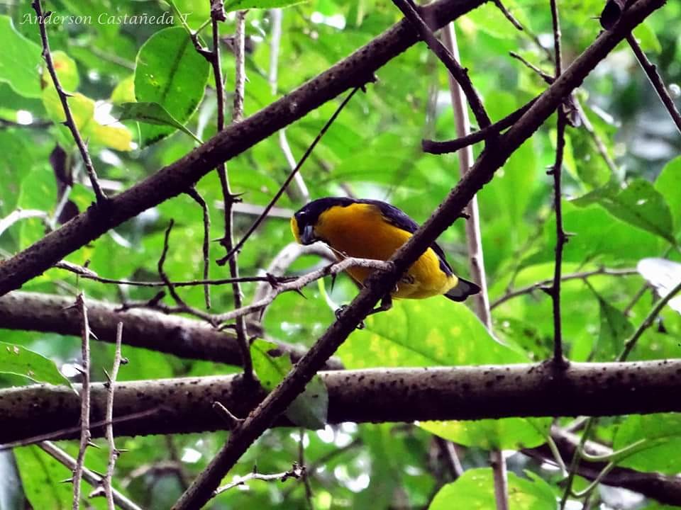 Thick-billed Euphonia - ML156708651