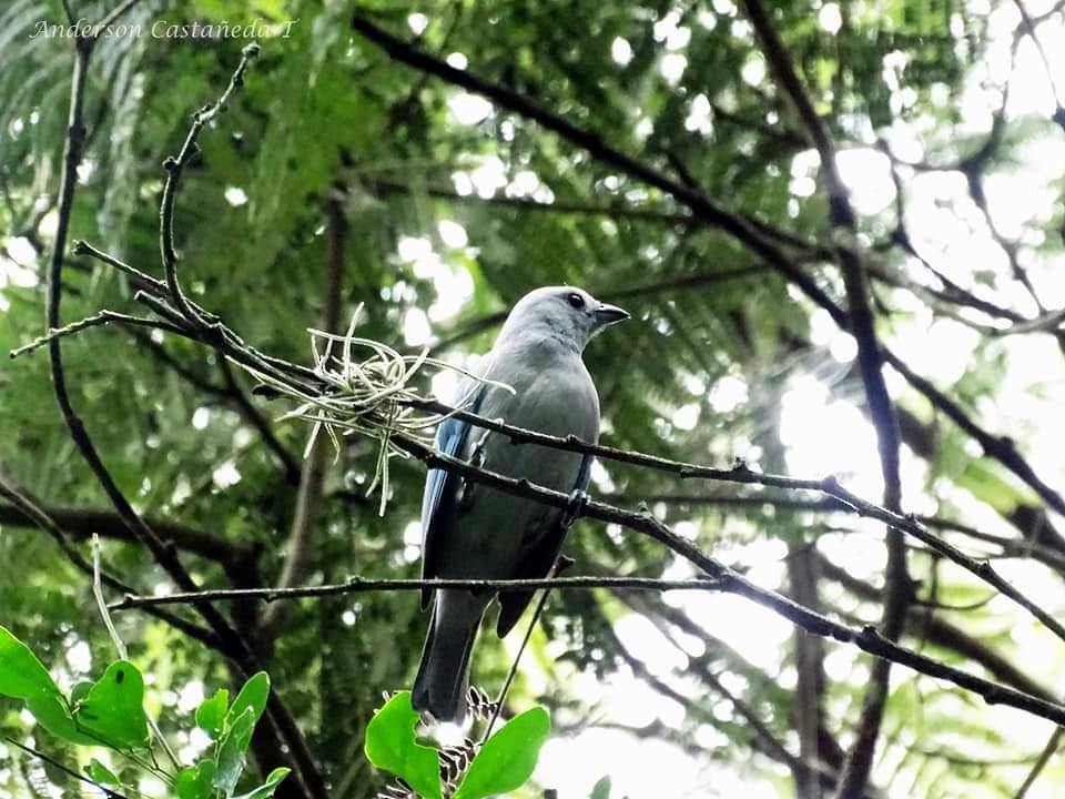 Blue-gray Tanager - ML156708751