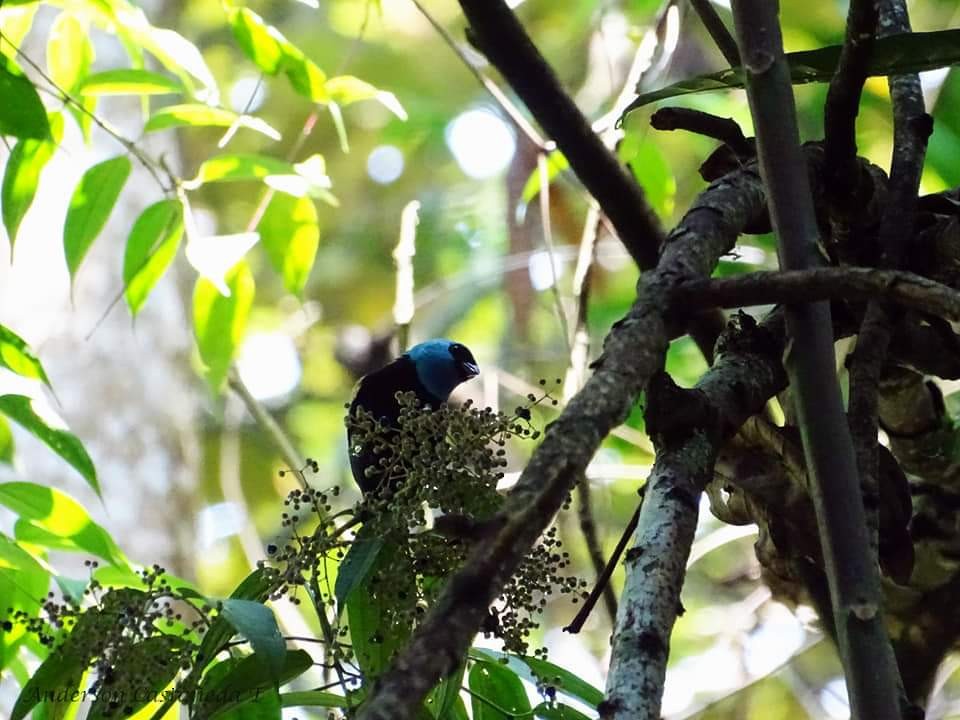 Blue-necked Tanager - ML156708911