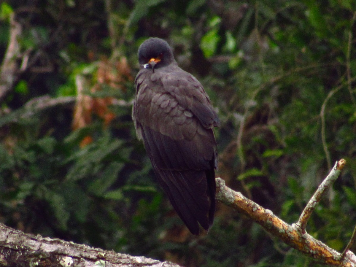 Snail Kite - ML156709481