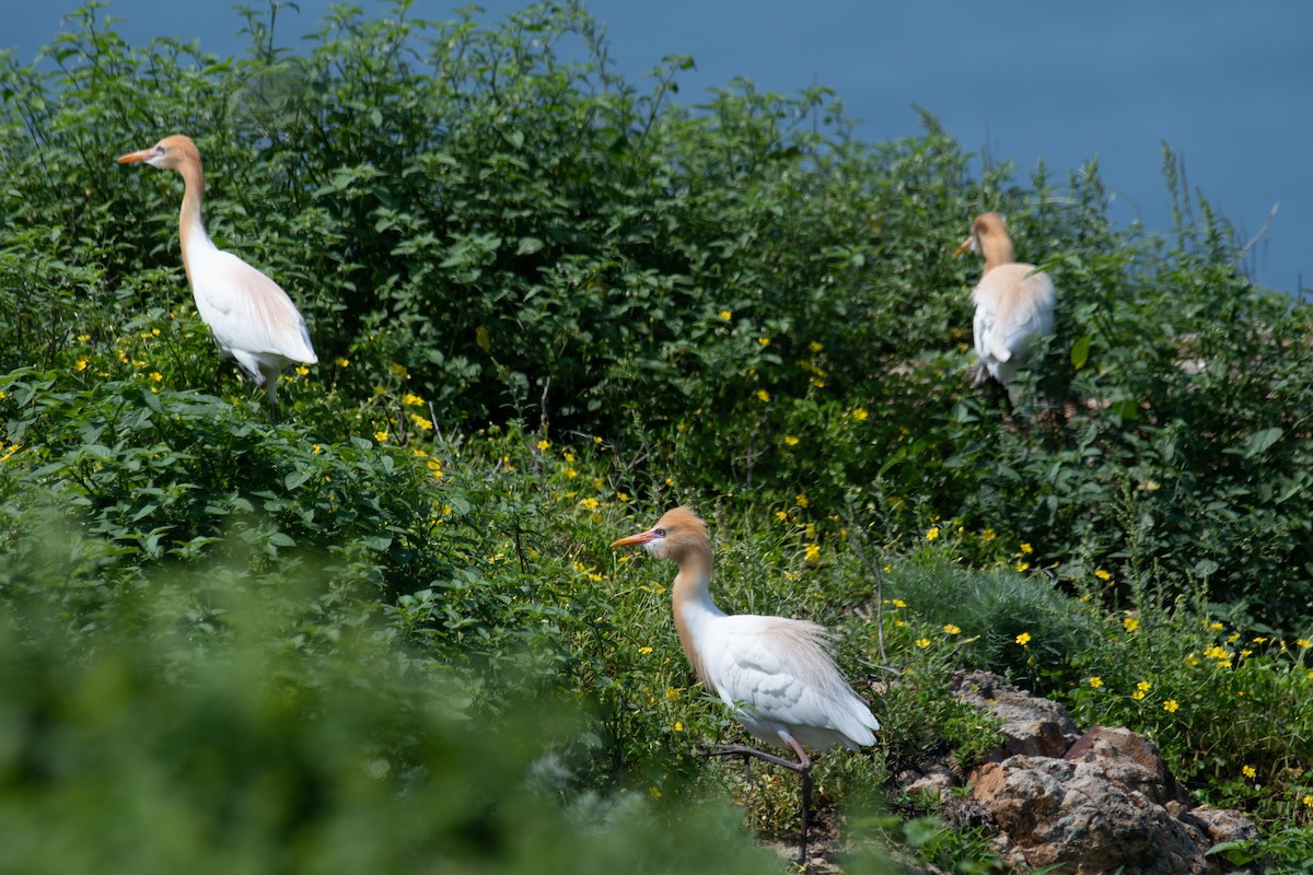 Eastern Cattle Egret - 智偉(Chih-Wei) 張(Chang)
