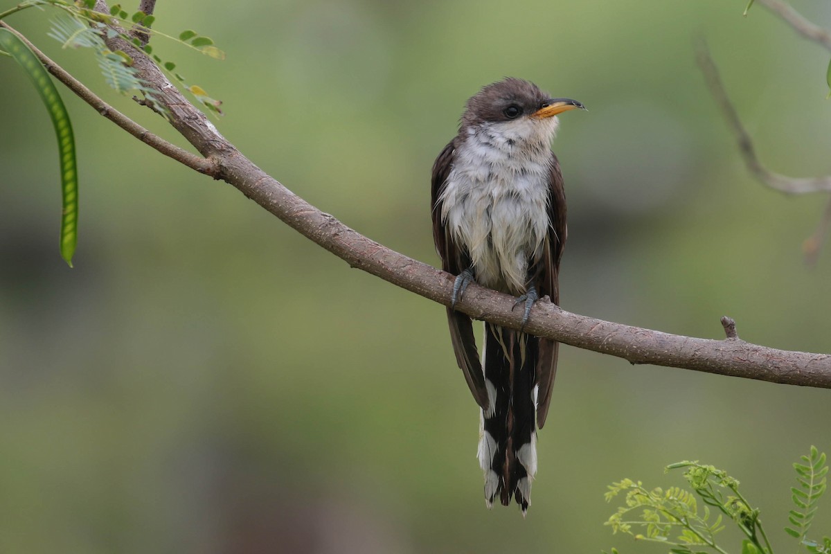 Yellow-billed Cuckoo - ML156710391