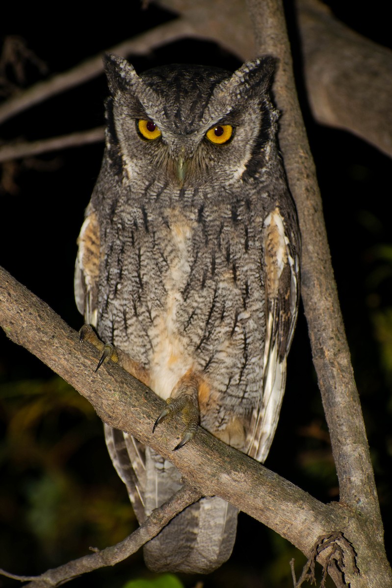 Tropical Screech-Owl - Leandro Bareiro Guiñazú