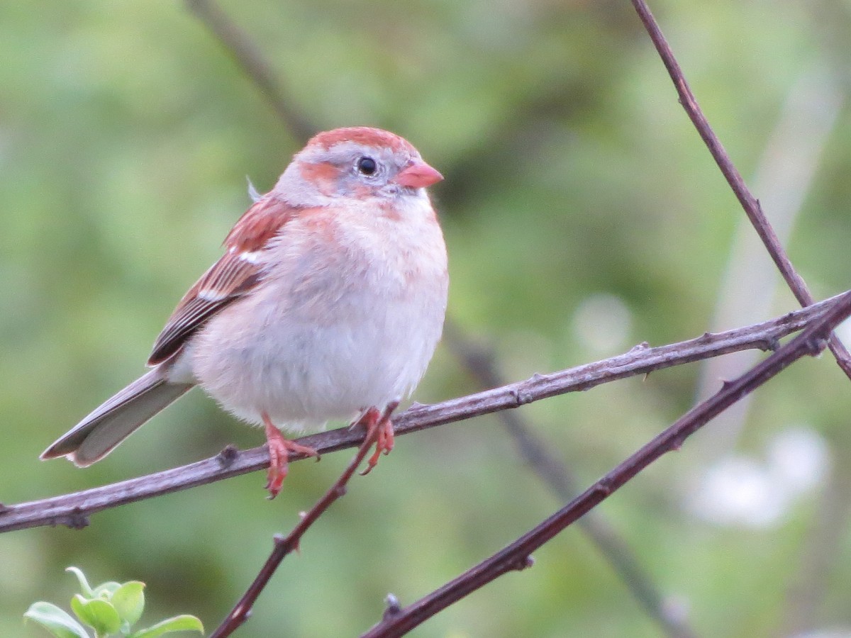 Field Sparrow - ML156713701