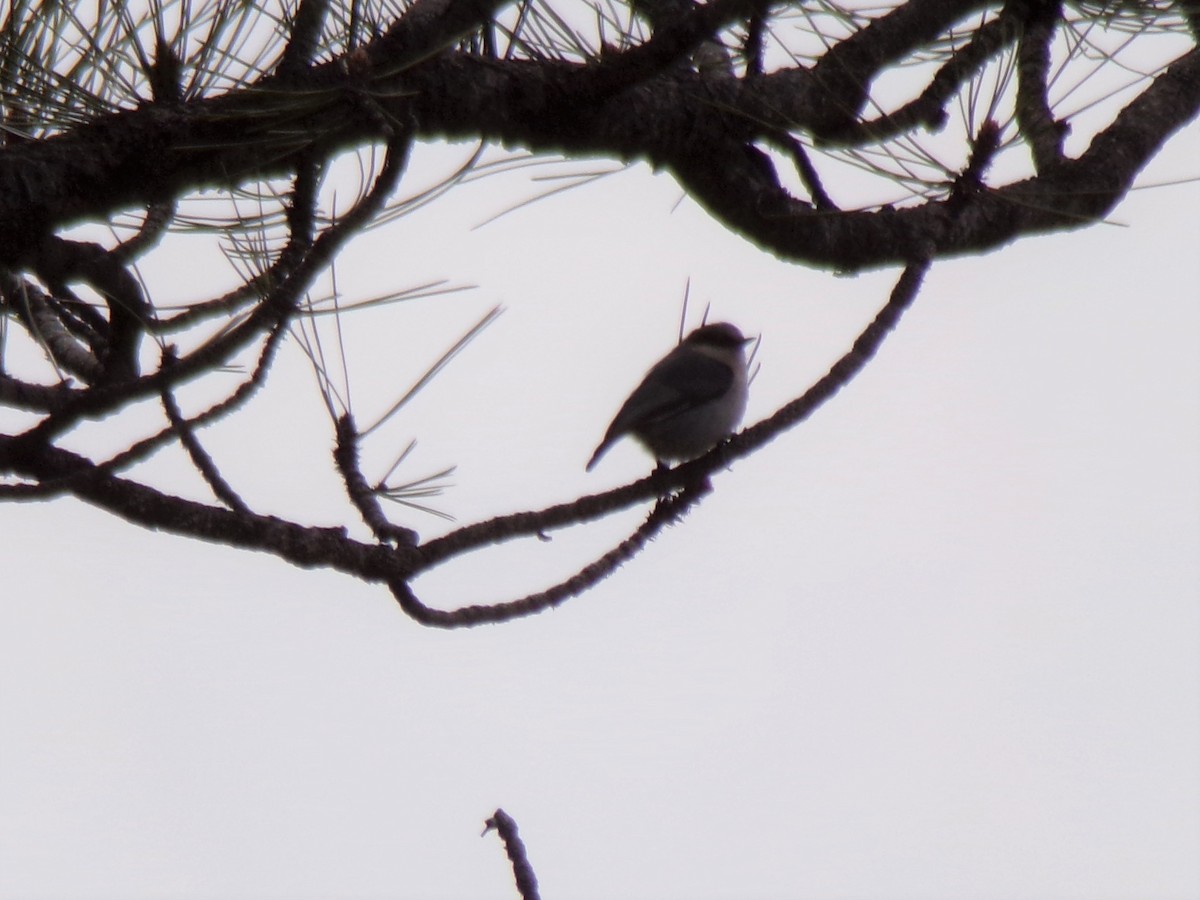 Pygmy Nuthatch - ML156714771