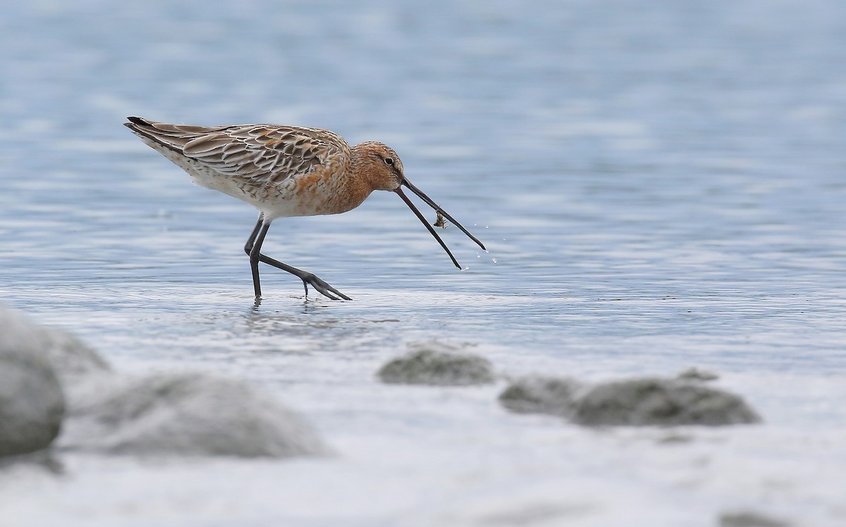 Asian Dowitcher - Rui-Yang Ho
