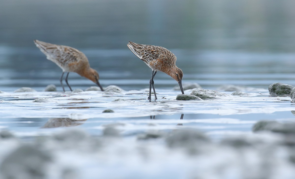 Asian Dowitcher - Rui-Yang Ho