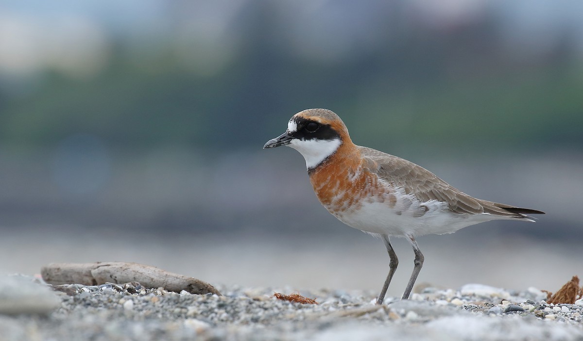 Siberian/Tibetan Sand-Plover - Rui-Yang Ho