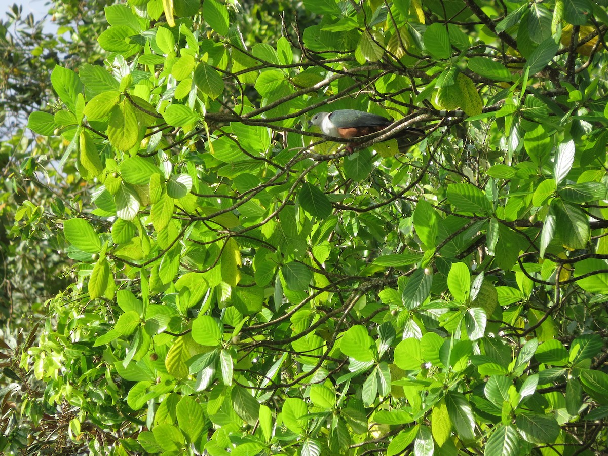 Микронезийский плодовый голубь - ML156716261