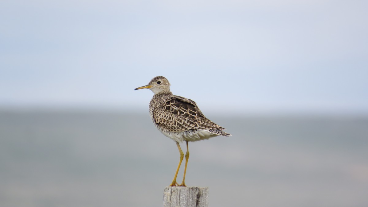 Upland Sandpiper - Sienna Hawk