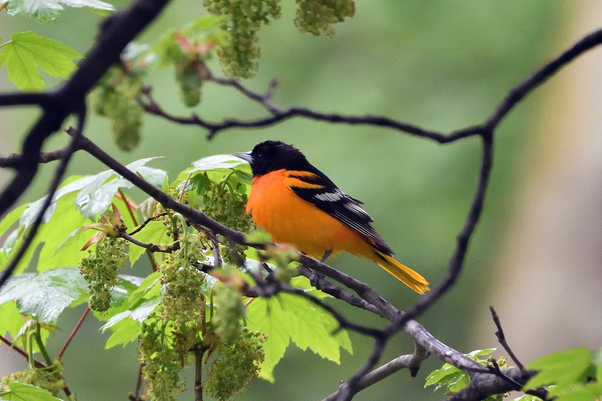 Baltimore Oriole - terence zahner