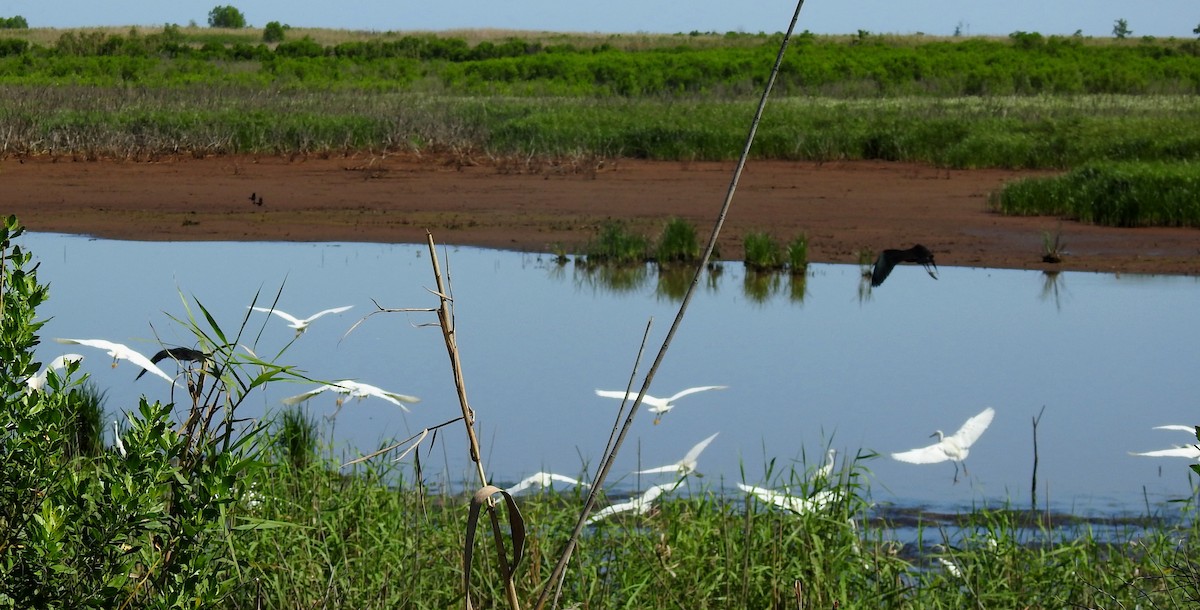 Snowy Egret - ML156717521