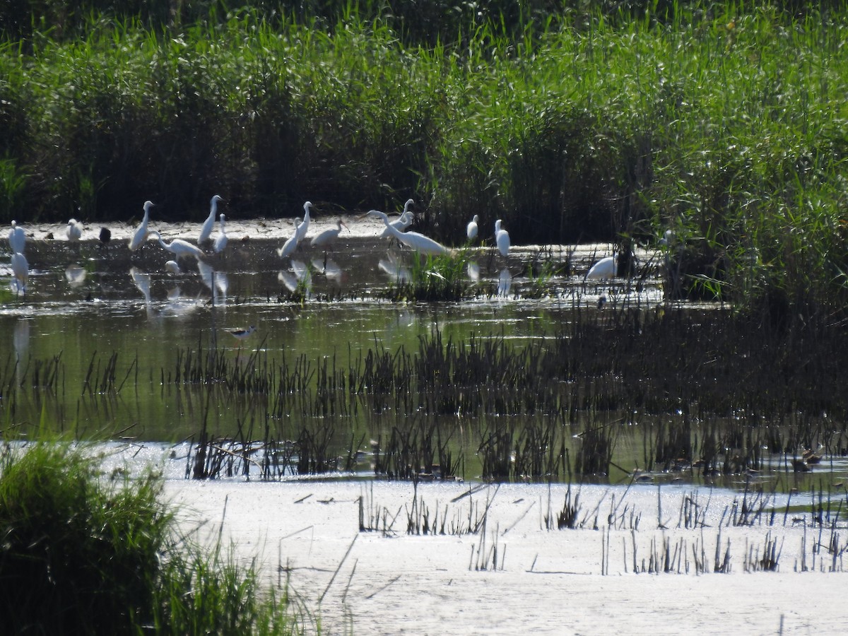 Snowy Egret - ML156717601