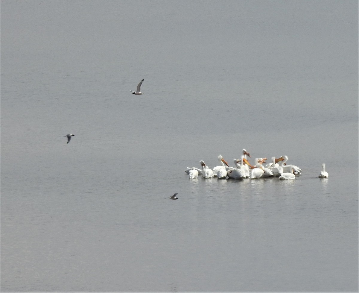 American White Pelican - Diane Stinson