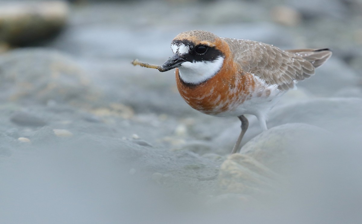 Siberian/Tibetan Sand-Plover - Rui-Yang Ho